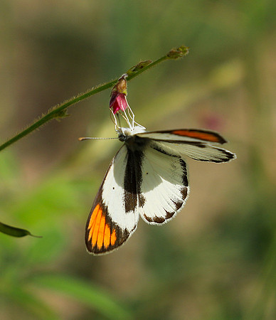 South Africa