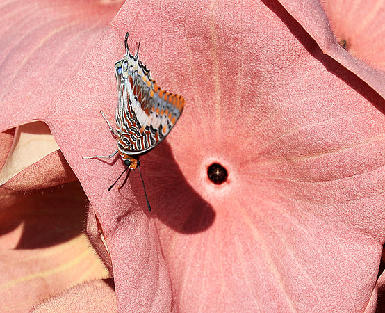 Butterfly in Namibia