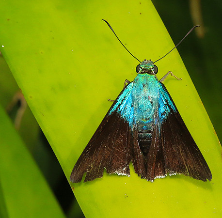 Costa Rica