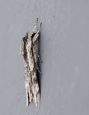 Moth - senegal