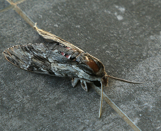 Moth - senegal
