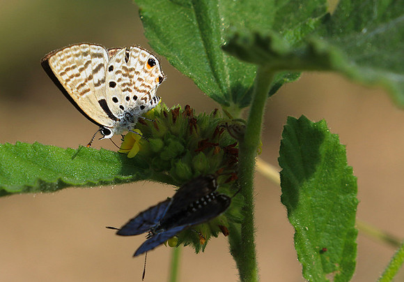 South Africa