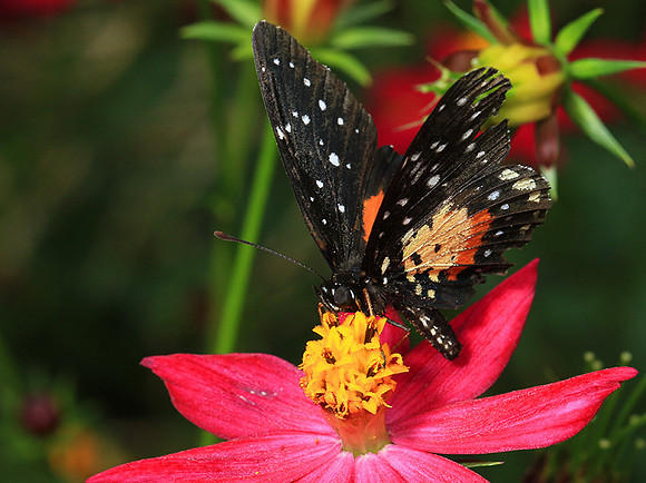 Costa Rica