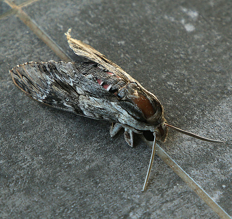 Moth - senegal