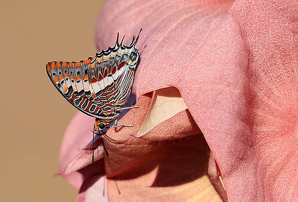Butterfly in Namibia