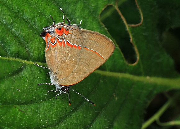 Costa Rica