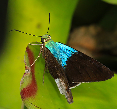 Costa Rica