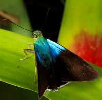 Costa Rica