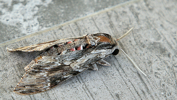 Moth - senegal
