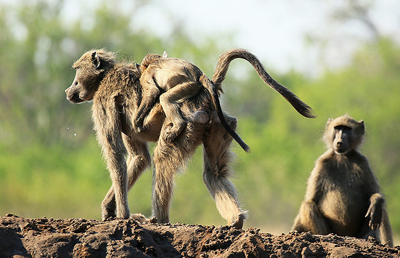 At Mashatu game reserve