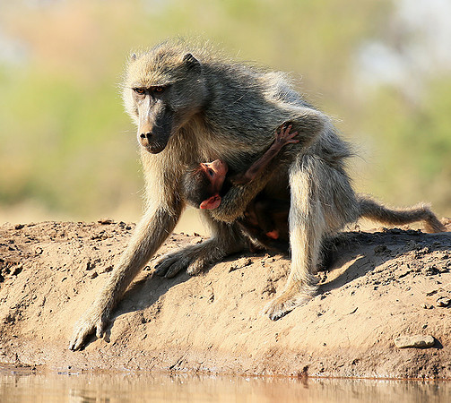 At Mashatu game reserve