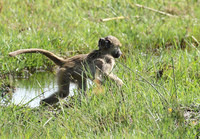 Chacma baboon - Duba Plains
