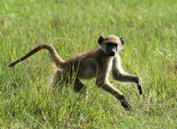 Chacma baboon - Duba Plains