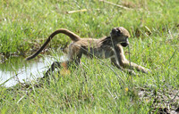 Chacma baboon - Duba Plains