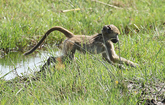 Chacma baboon - Duba Plains