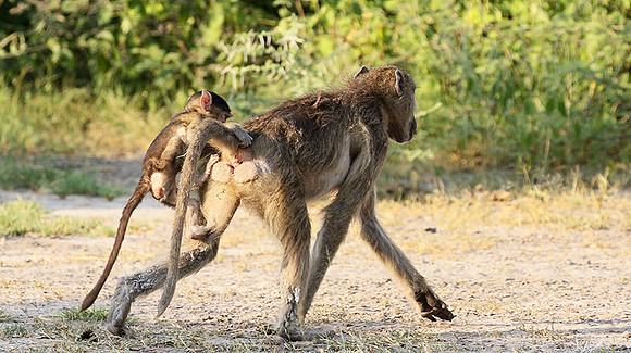 Chacma baboon - Moremi game reserve