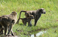 Chacma baboon - Duba Plains