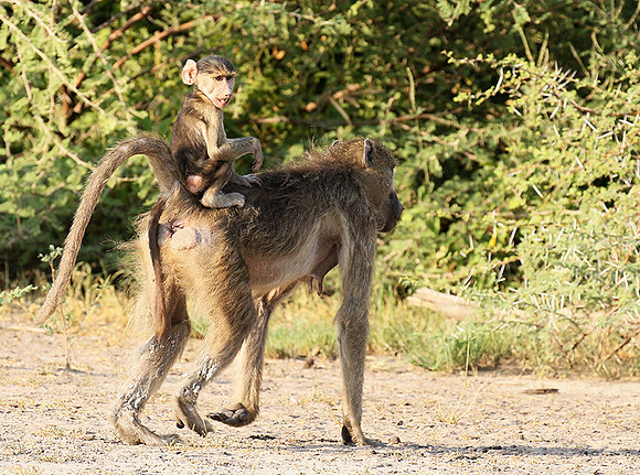 Chacma baboon - Moremi game reserve