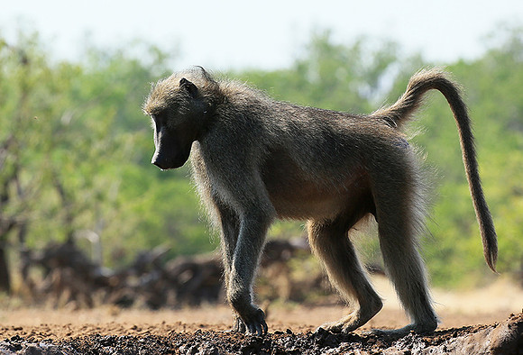 At Mashatu game reserve