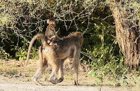 Chacma baboon - Moremi game reserve