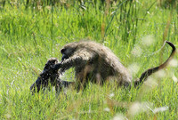 Chacma baboon - Duba Plains