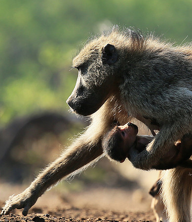 At Mashatu game reserve