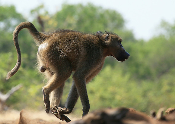 At Mashatu game reserve