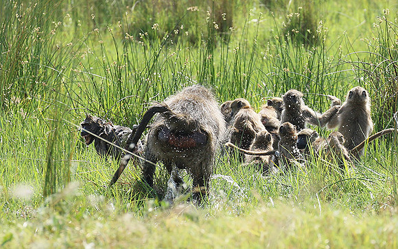 Chacma baboon - Duba Plains