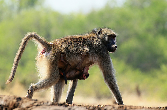 At Mashatu game reserve