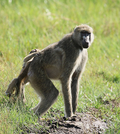 Chacma baboon - Duba Plains