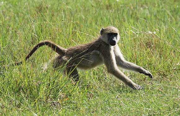 Chacma baboon - Duba Plains