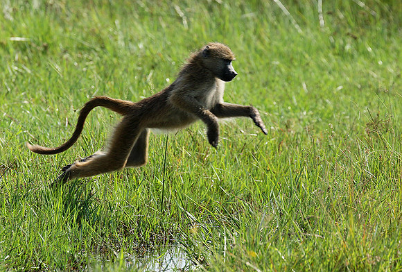 Chacma baboon - Duba Plains - Delta Okavango