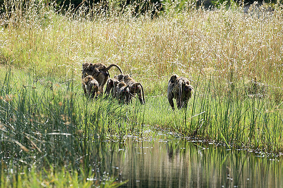 Chacma baboon - Duba Plains