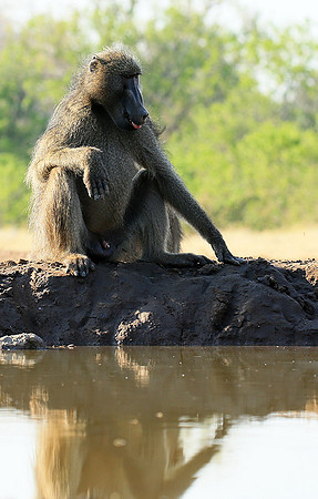 At Mashatu game reserve