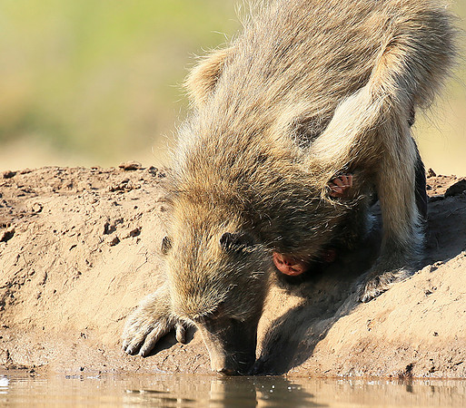 At Mashatu game reserve