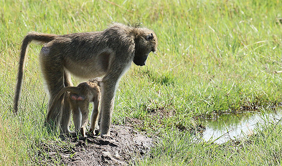 Chacma baboon - Duba Plains