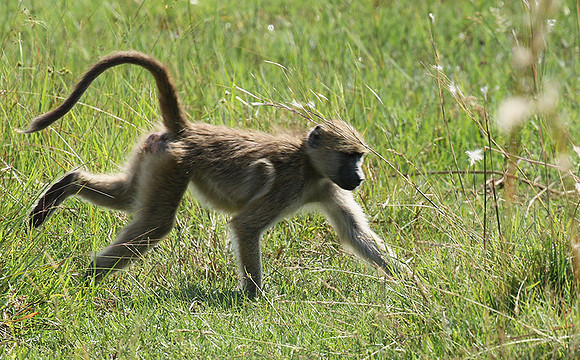 Chacma baboon - Duba Plains