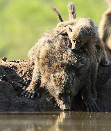 At Mashatu game reserve