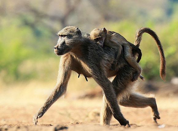 At Mashatu game reserve