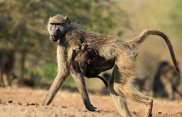 At Mashatu game reserve