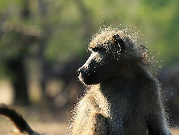 At Mashatu game reserve