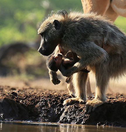 At Mashatu game reserve