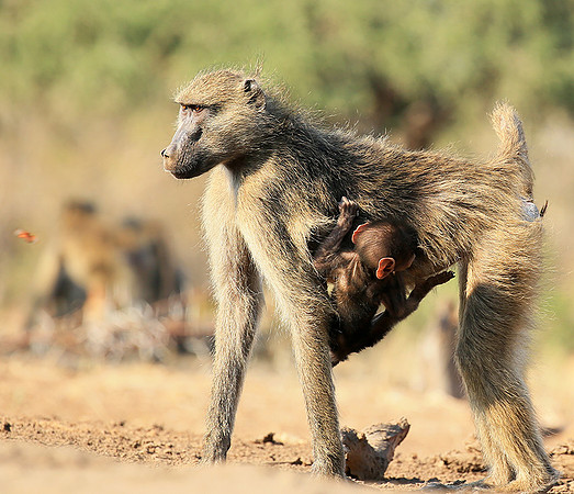 At Mashatu game reserve
