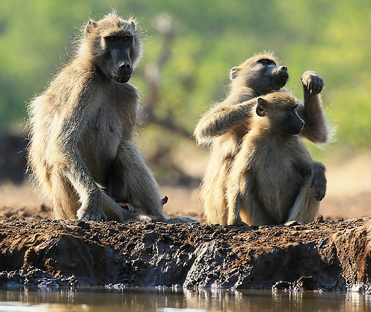At Mashatu game reserve