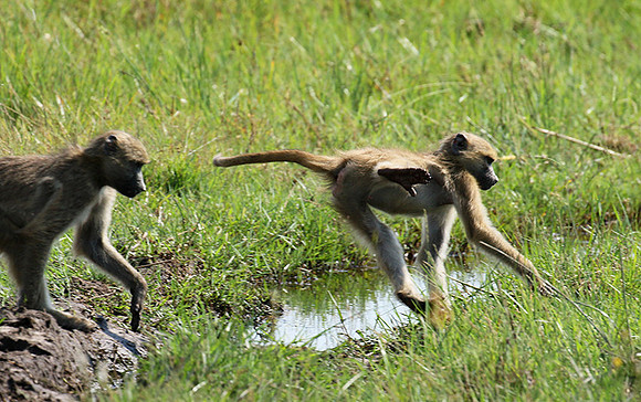 Chacma baboon - Duba Plains - Delta Okavango