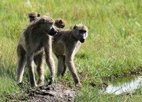 Chacma baboon - Duba Plains