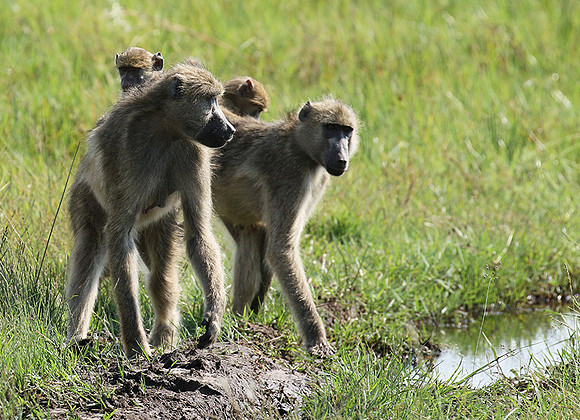 Chacma baboon - Duba Plains