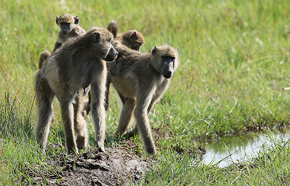 Chacma baboon - Duba Plains