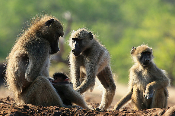 At Mashatu game reserve