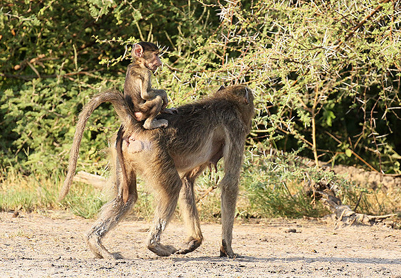 Chacma baboon - Moremi game reserve